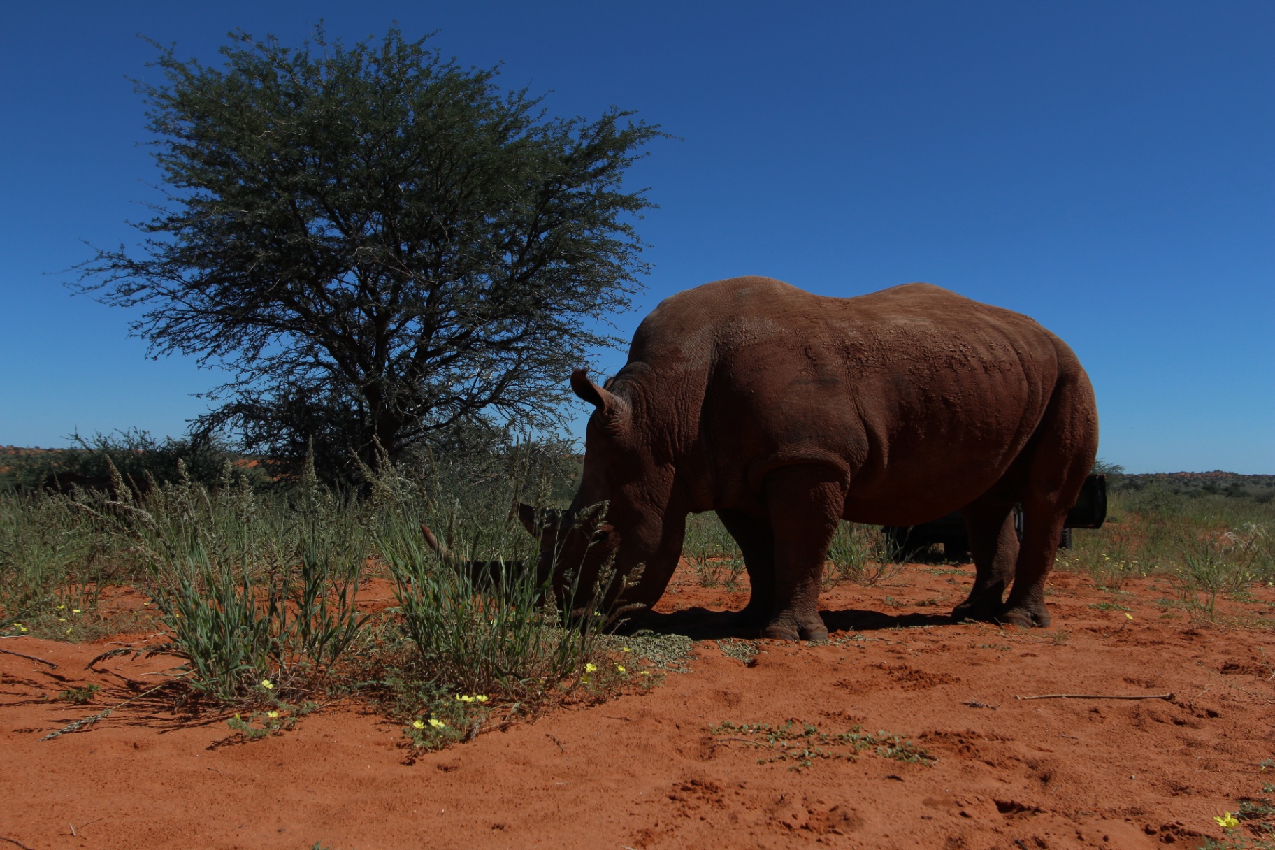 Fauna & sabana
